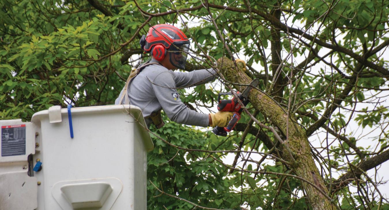 Line worker wearing protective gear uses a chainsaw to cut a tree